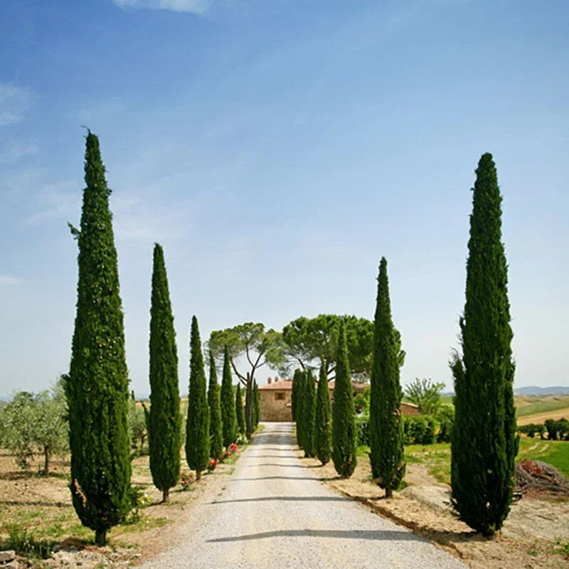 Pair of Italian Cypress Trees  Ornamental Ever- green Shrubs,  2 sizes