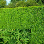 2000 X THUJA PLICATA 'ATROVIRENS' RED CEDAR EVERGREEN HARDY HEDGING PLANT IN POT