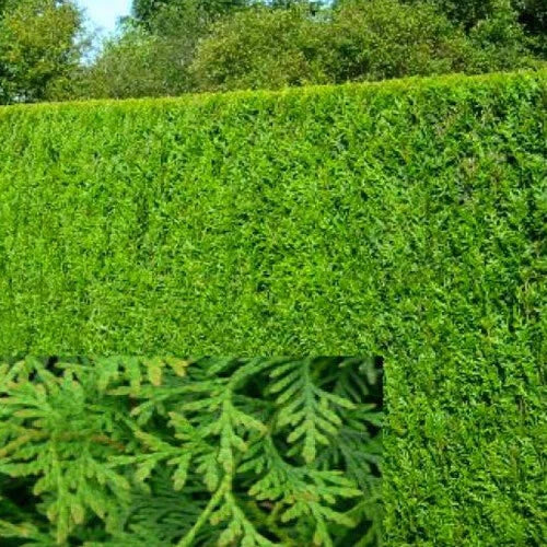 2000 X THUJA PLICATA 'ATROVIRENS' RED CEDAR EVERGREEN HARDY HEDGING PLANT IN POT