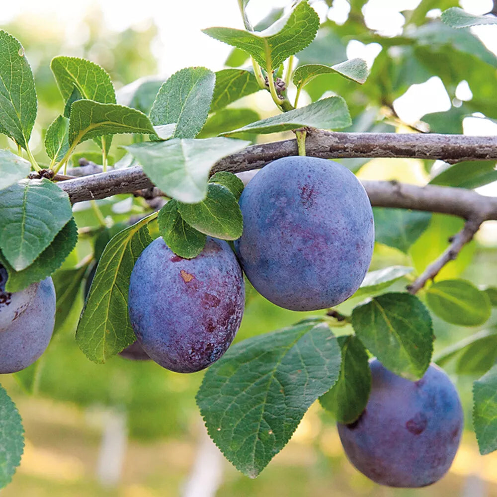 Mini Fruit Tree Patio Garden Plant Apples Pears Cherries Plums 9cm Potted