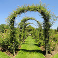 LARGE 2.4M HEAVY DUTY METAL GARDEN ARCH STRONG ROSE CLIMBING PLANTS SUPPORT