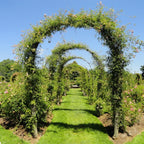 LARGE 2.4M HEAVY DUTY METAL GARDEN ARCH STRONG ROSE CLIMBING PLANTS SUPPORT