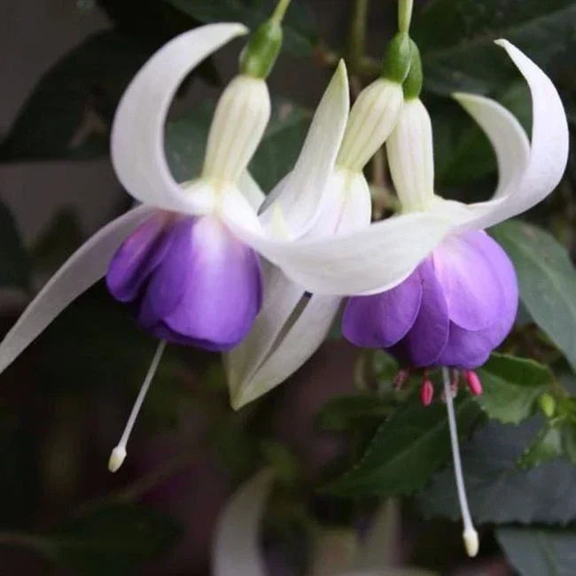 FUCHSIAS x3 Hardy Perennial Variety Pack | Young Plants in 9cm pots