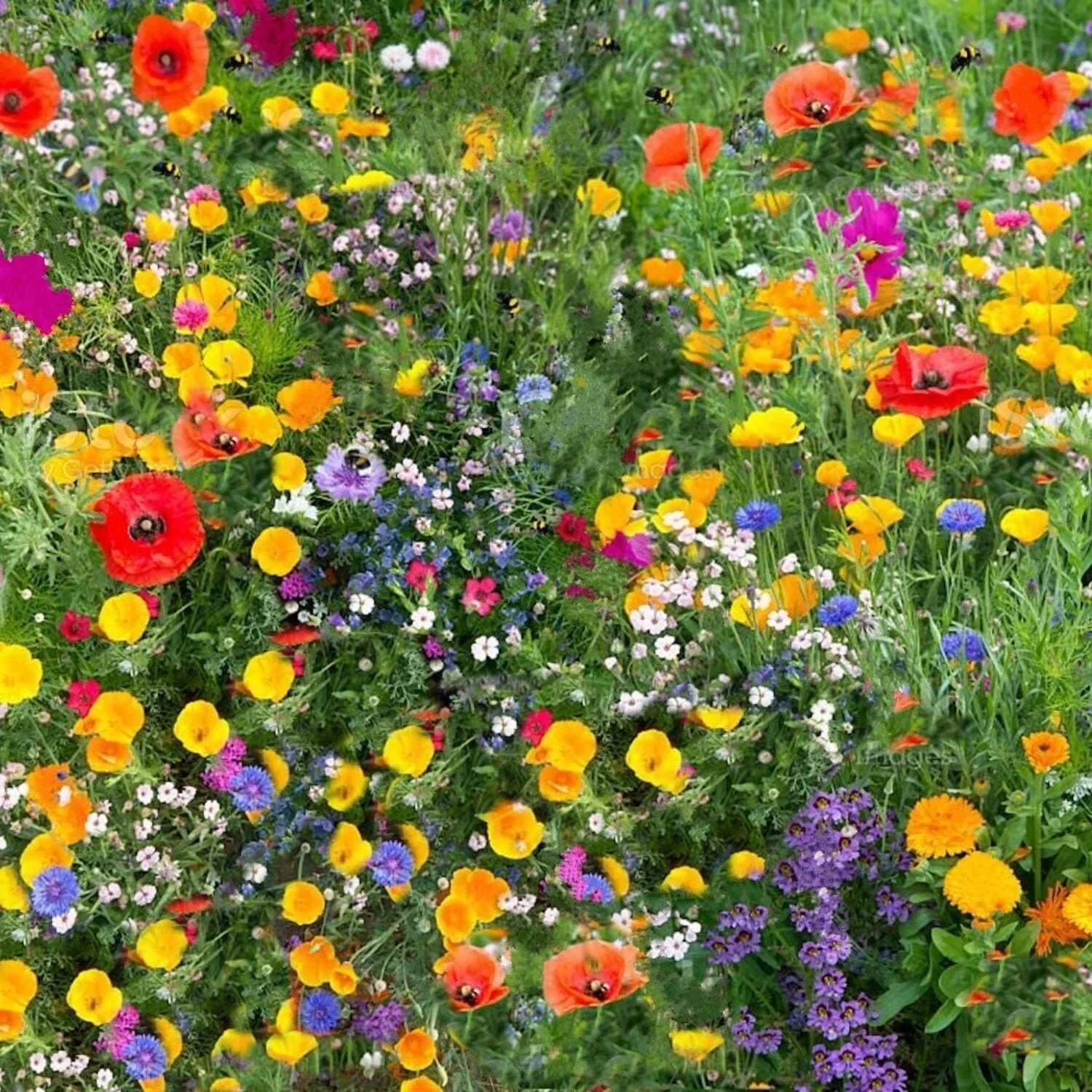 Wild Flower 50g seeds throw grow Meadow Scented Bee Butterfly Garden
