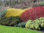 10 Red Dogwood 2-3ft Hedging Plants, Beautiful Red Bark Cornus Alba Sibirica