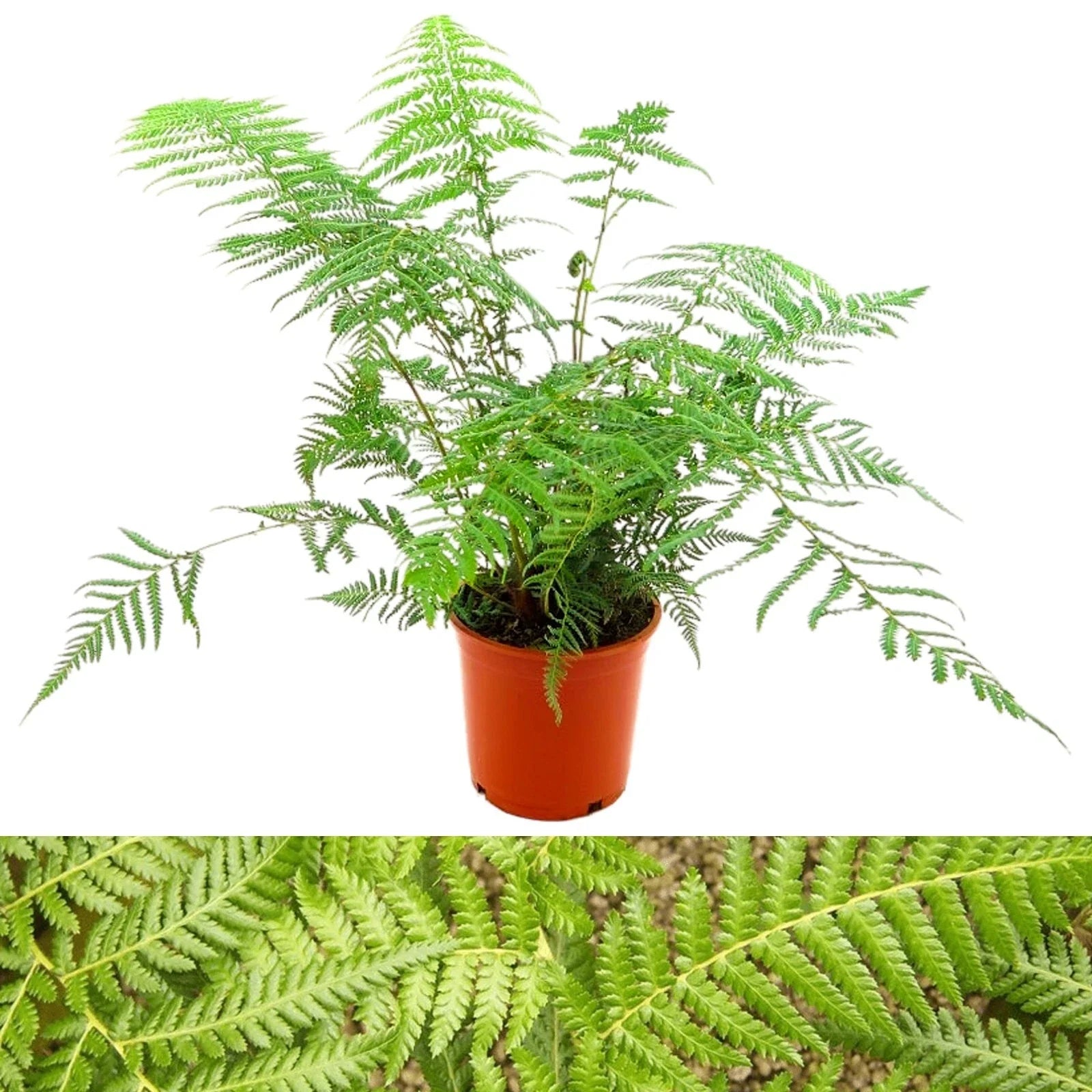 Tree Fern Plant in 17cm Pot - Dicksonia Antarctica