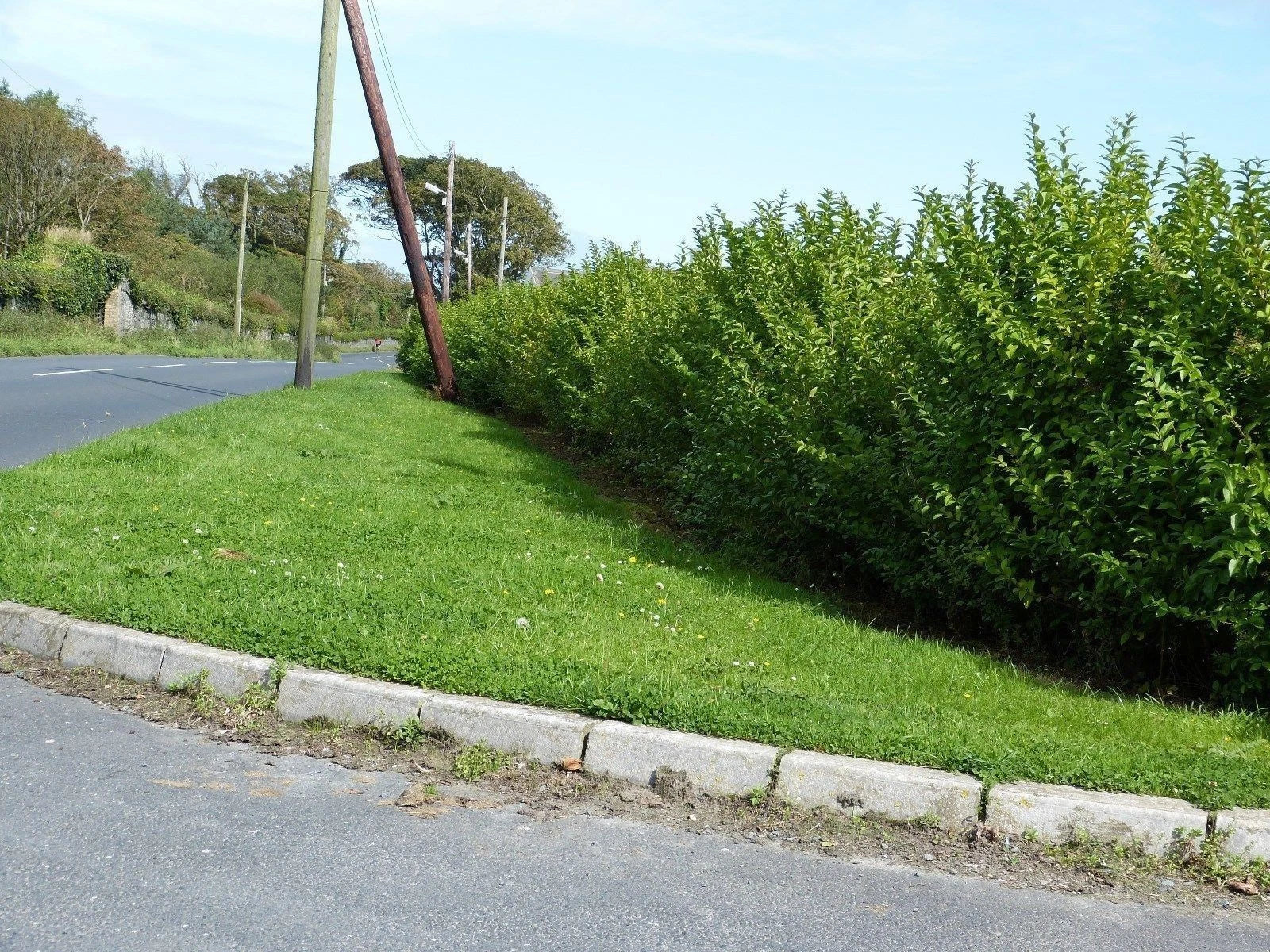 Green Privet Plants 3 - 4ft Tall, Evergreen Hedging, Grow a Quick, Dense Hedge