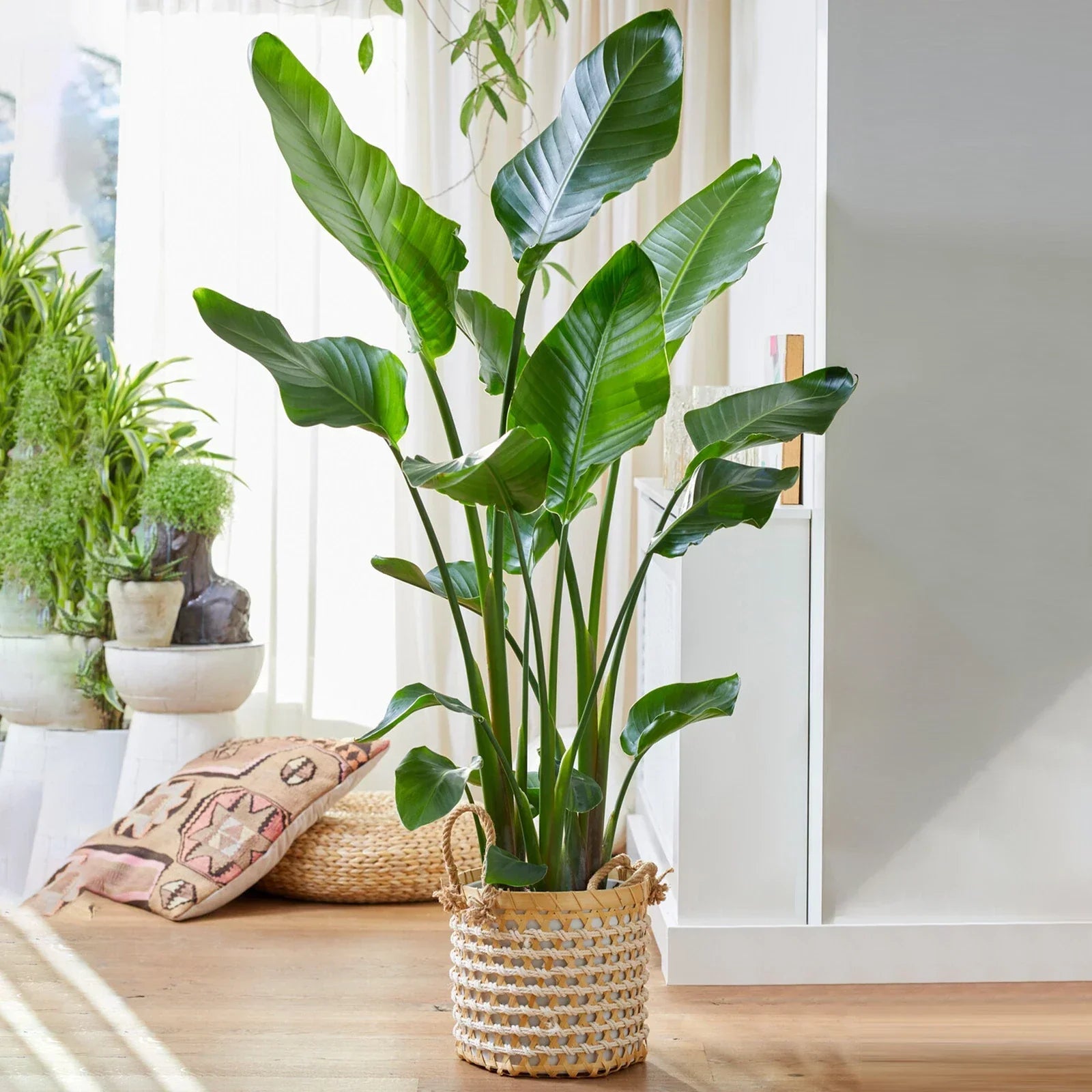 Strelitzia Nicolai Large Indoor House Plant Real Evergreen Tall Exotic Plants