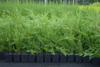 5 X LEYLANDII GREEN EVERGREEN CONIFER HEDGING LEYLANDII PLANT IN POT (1-2FT)