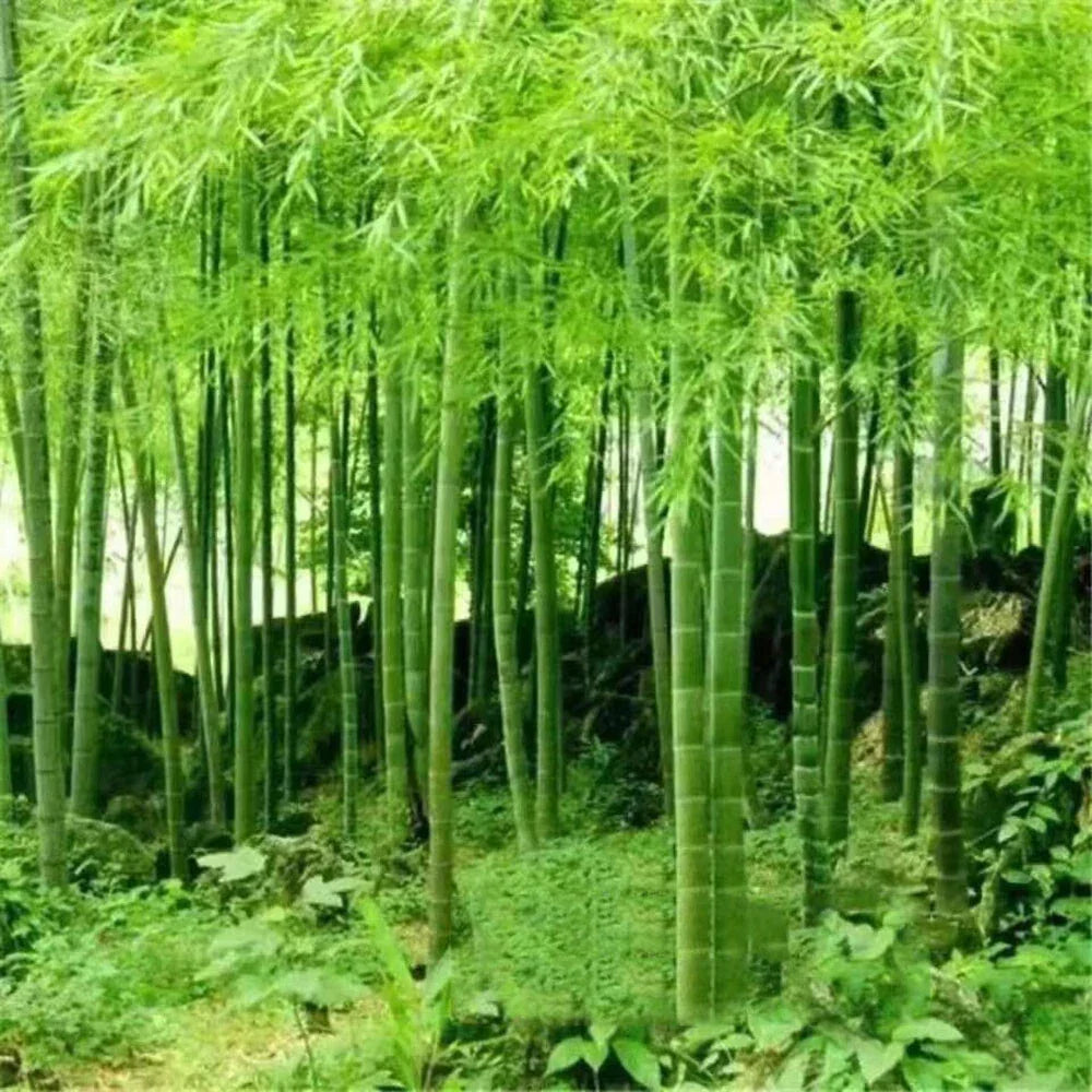 Giant Moso Bamboo Seeds, Phyllostachys Pubescens Edulis