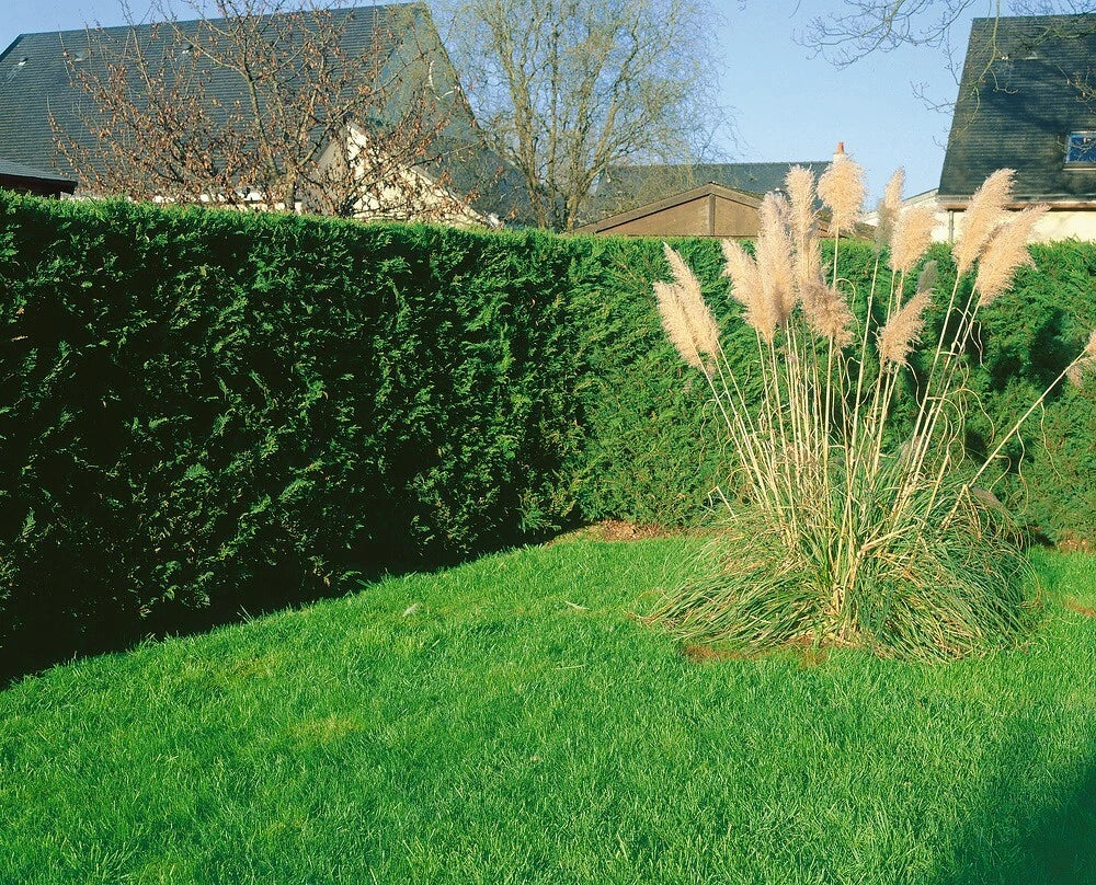 2-3ft Leylandii Green Evergreen Hedging Conifers 2ltr Pots