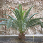 Hardy Phoenix palm 55-75cm in 14cm pot Single
