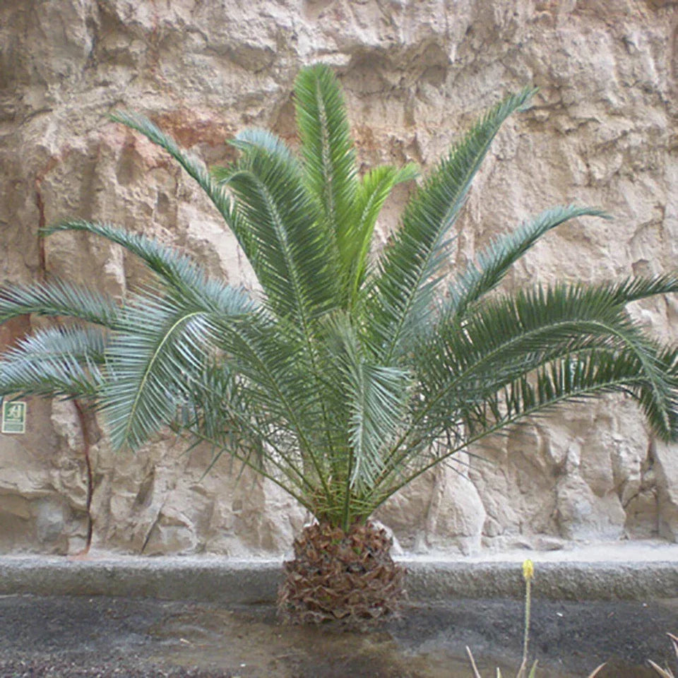 Hardy Phoenix palm 55-75cm in 14cm pot Single