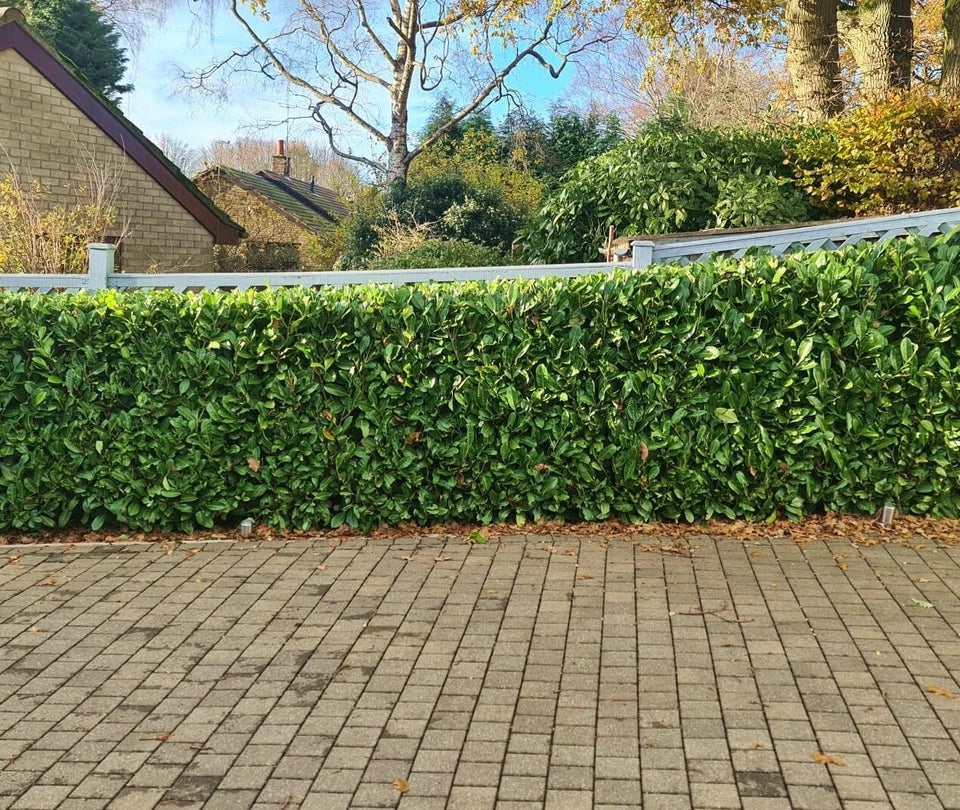 Laurel Garden Evergreen hedge plants bare root hedging