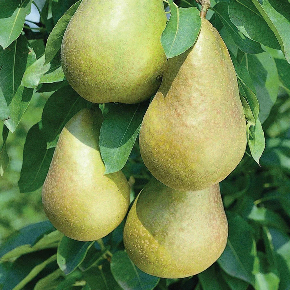 Mini Fruit Tree Patio Potted Garden Plants Apple Pear Plum Cherry 9cm Pots