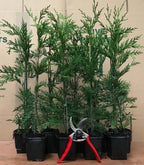 10 Green Leylandii Hedging Evergreen Conifer Plants Fast Growing 40-60cm Potted