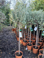 Olive Tree Large Approx 150cm+/- Tall 10L UK Hardy BIG HEADS