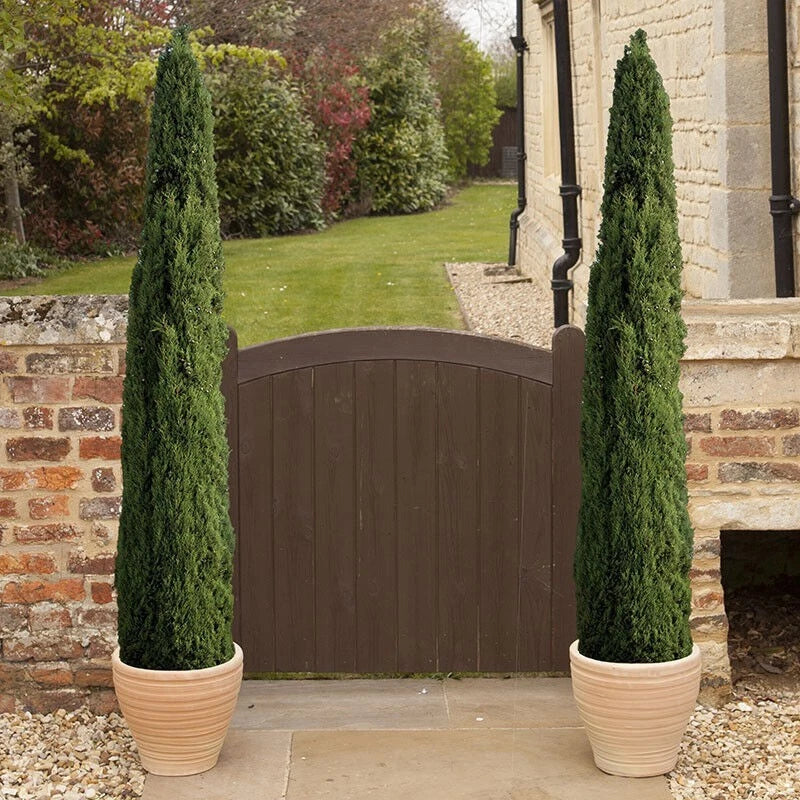 Pair of Italian Cypress Trees  Ornamental Ever- green Shrubs,  2 sizes