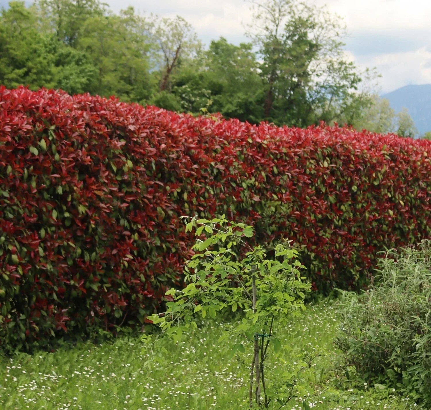 Photinia Red Robin Evergreen hedge plants hardy bare root hedging