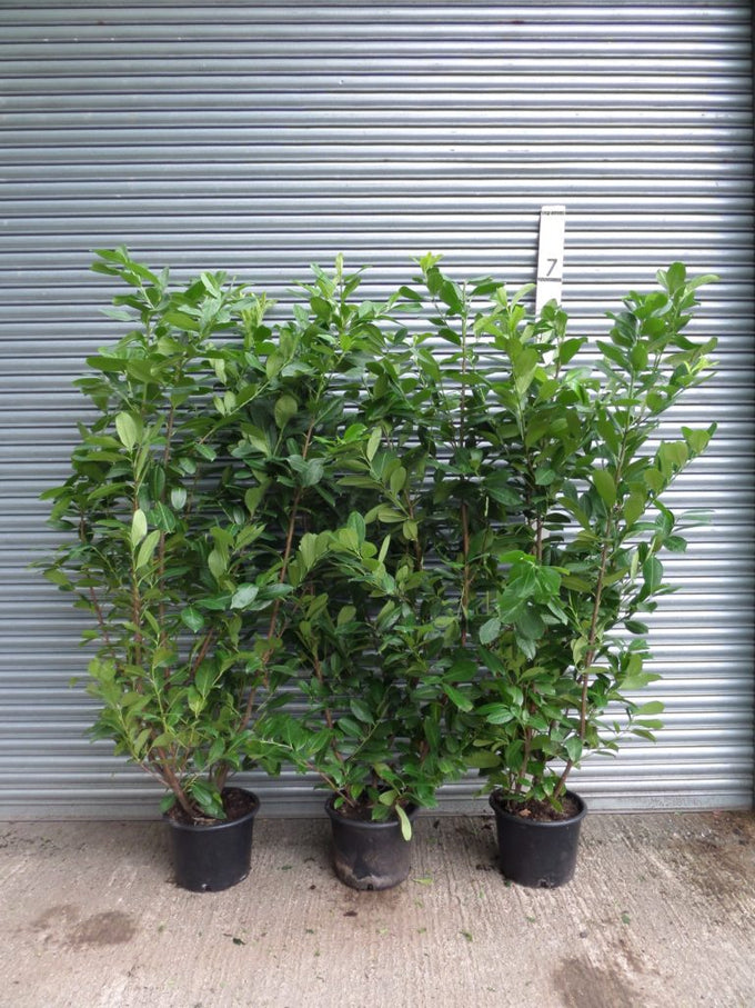 5 Cherry Laurel Hedging Evergreen Plants Fast Growth 3-4ft Large 5 Litre Pots