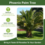 Tropical Palm Tree, Phoenix Canariensis 80cm-1m Tall, 1 x 19cm Pot