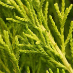 Cupressus Plant Conifer Wilma Goldcrest Lemon Scented Evergreen 10.5cm Pots