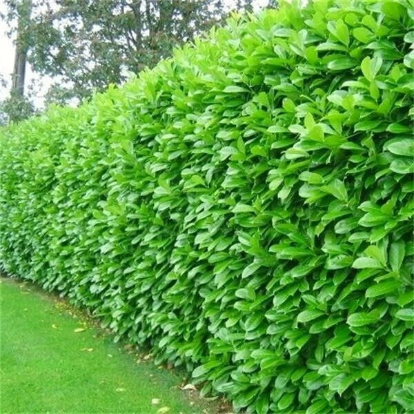 Cherry Laurel Fast Growing Evergreen Hedging Plants 30-50cm Tall Potted