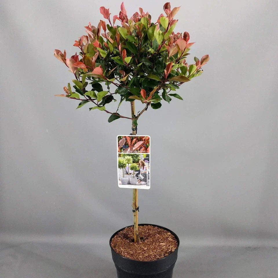 Photinia 'Little Red Robin' Standard Tree 70-80cm