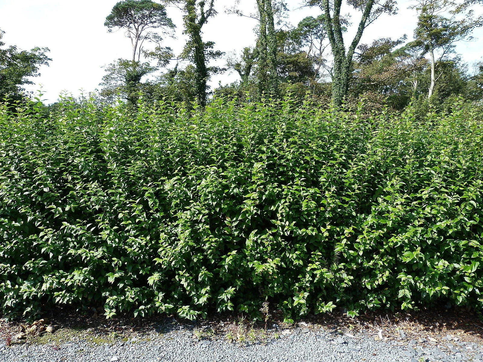 Green Privet Plants 3 - 4ft Tall, Evergreen Hedging, Grow a Quick, Dense Hedge