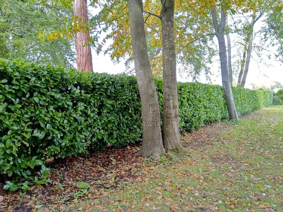 Laurel Garden Evergreen hedge plants bare root hedging