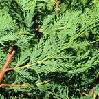 10 Green Leylandii Hedging Evergreen Conifer Plants Fast Growing 40-60cm Potted