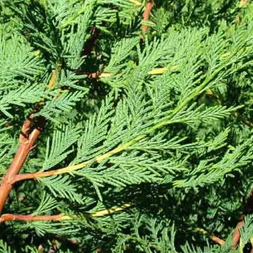 10 Green Leylandii Hedging Evergreen Conifer Plants Fast Growing 40-60cm Potted