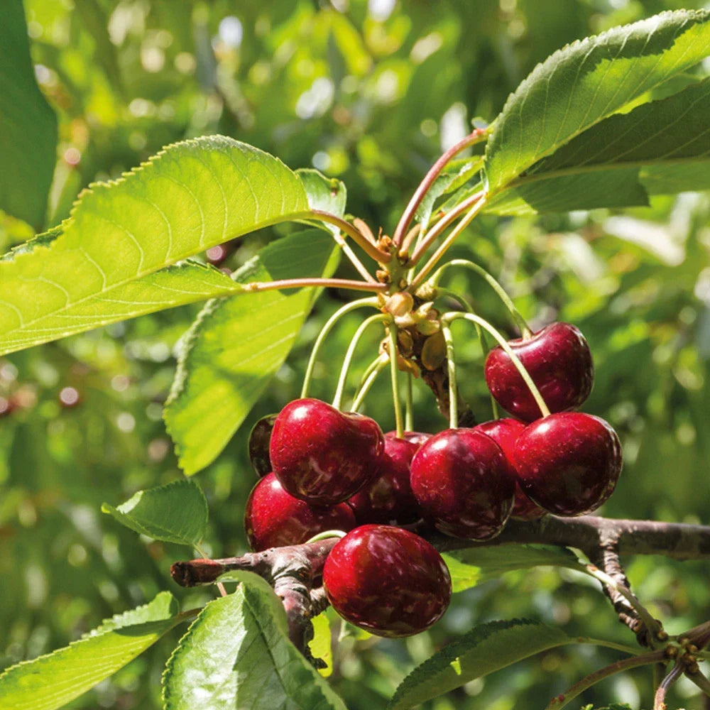 Mini Fruit Tree Patio Potted Garden Plants Apple Pear Plum Cherry 9cm Pots