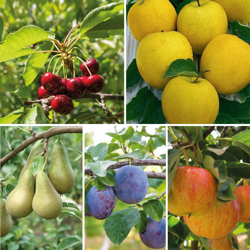 Mini Fruit Tree Patio Garden Plant Apples Pears Cherries Plums 9cm Potted