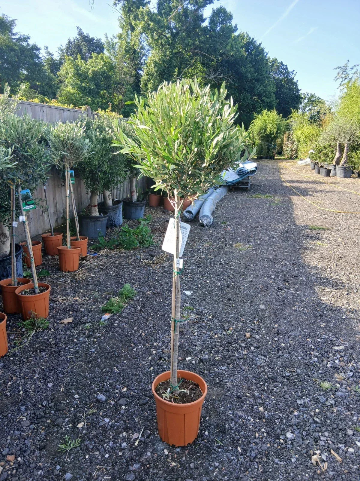 Olive Tree Large Approx 160cm Tall 25L UK Hardy Evergreen Patio Plant Healthy