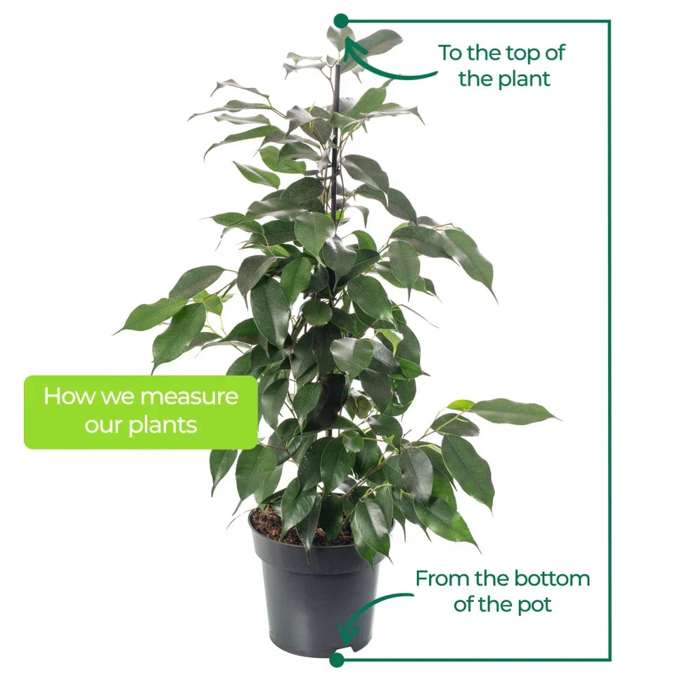 Weeping Fig Large Indoor House Plant Real Ficus Danielle Evergreen Tall Plants