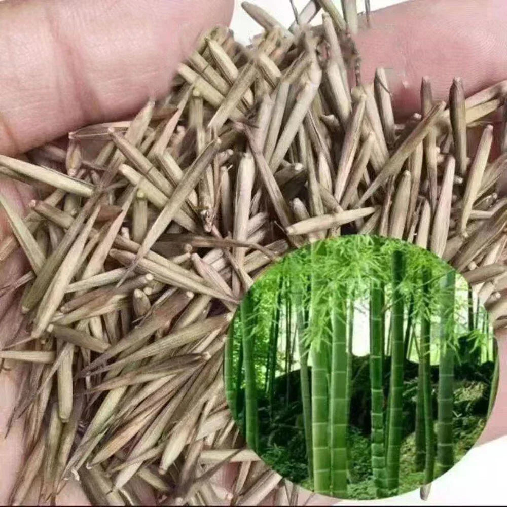 Giant Moso Bamboo Seeds, Phyllostachys Pubescens Edulis