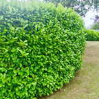 20 Cherry Laurel Hedging Plants 30-50cm Tall Potted