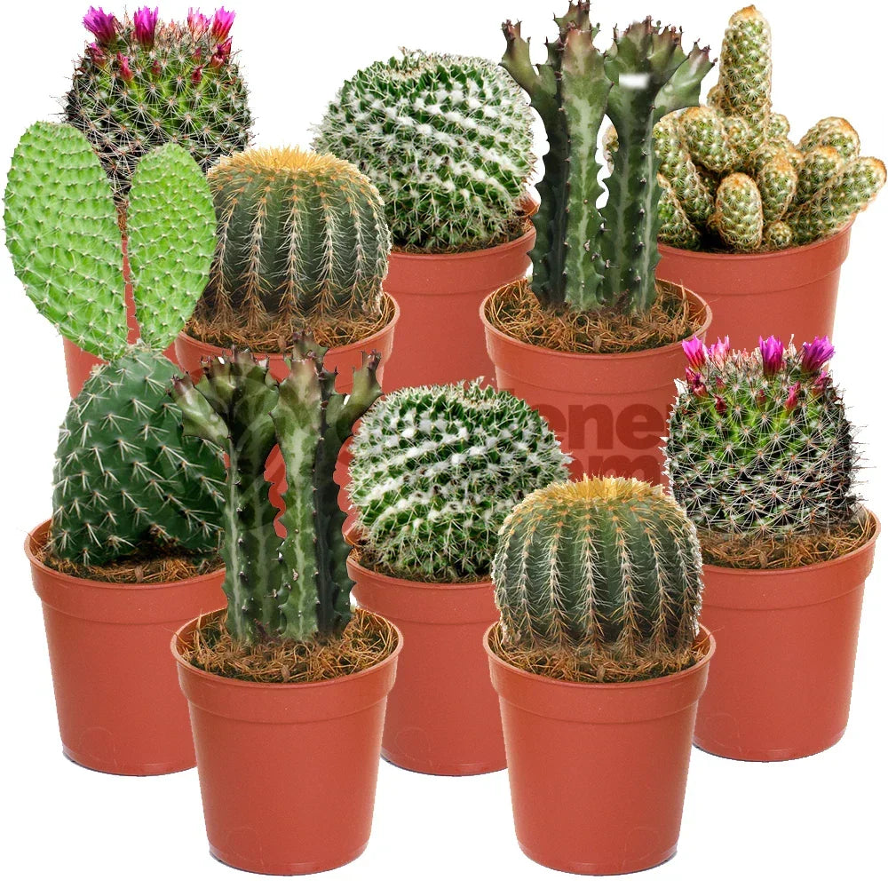 Cactus Mix - 10 Plants - House / Office Live Indoor Pot Plant - Ideal Gift