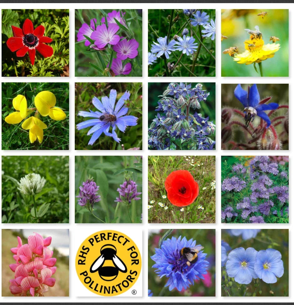 Wild Flower 50g seeds throw grow Meadow Scented Bee Butterfly Garden