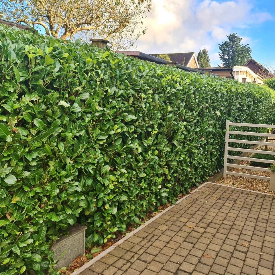 Laurel Garden Evergreen hedge plants bare root hedging