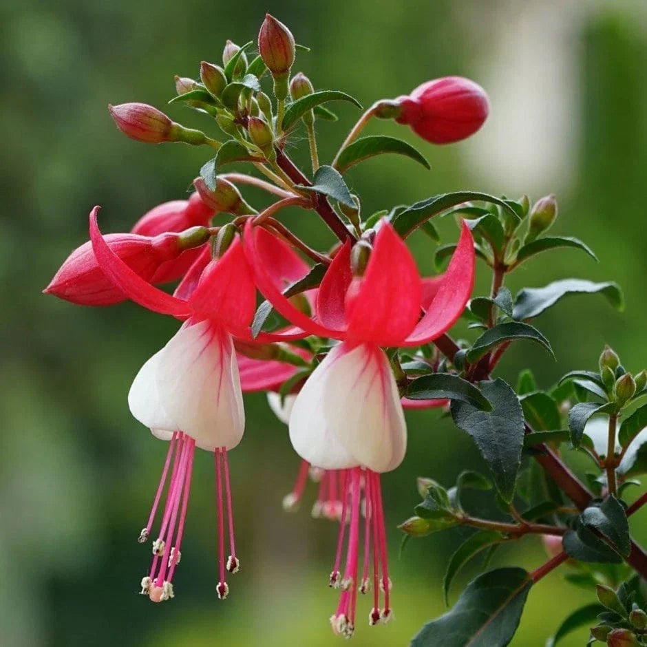 FUCHSIAS x3 Hardy Perennial Variety Pack | Young Plants in 9cm pots