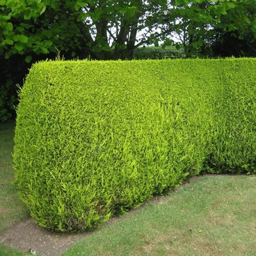 5 X LEYLANDII GOLD EVERGREEN CONIFER HEDGING PLANT IN POT (1-2FT)