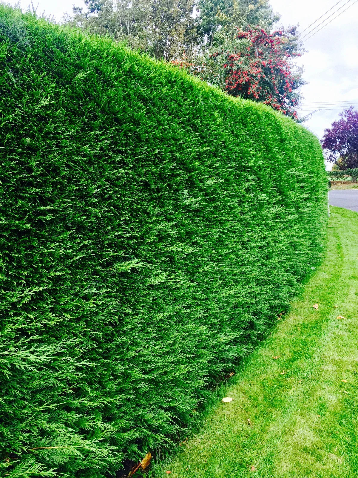 100 Green Leylandii Hedging Evergreen Conifer Plants Fast Growing 40-60cm Potted