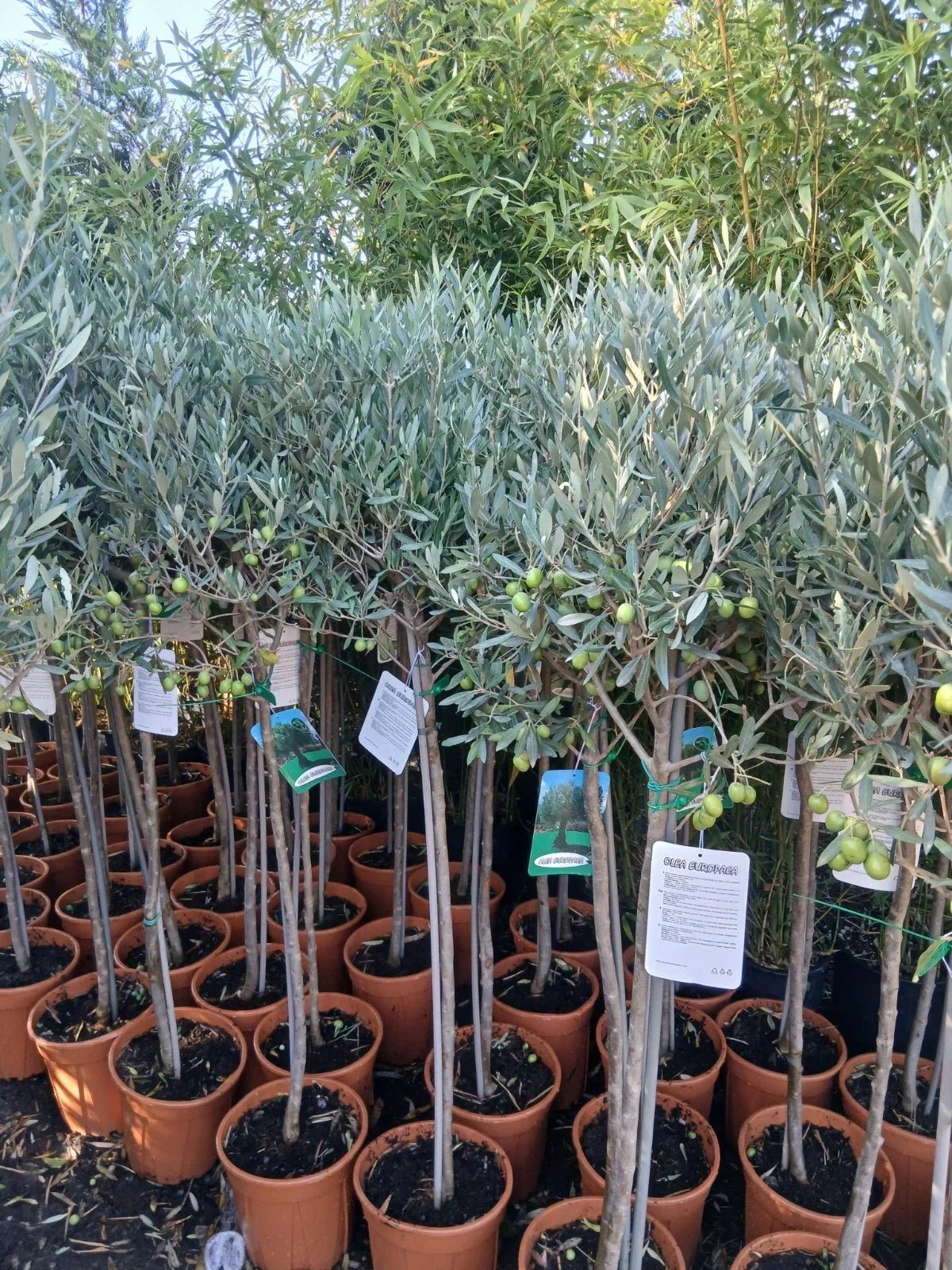 Olive Tree Large Approx 150cm+/- Tall 10L UK Hardy BIG HEADS