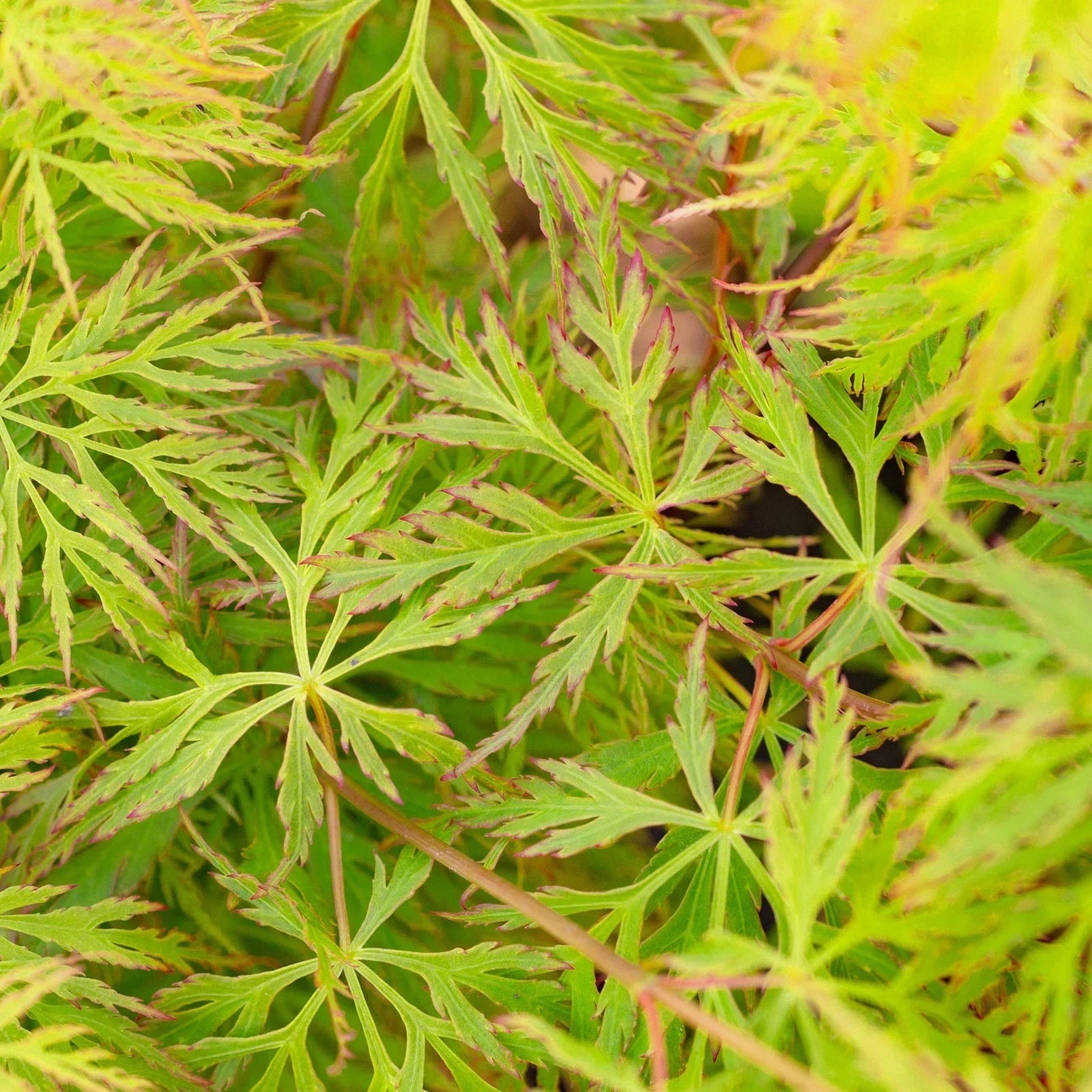Acer palmatum dissectum 'Emerald Lace' | Japanese Maple Deciduous Tree In Pot