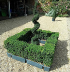 Buxus sempervirens (common box) instant hedging plants in troughs 50cm long
