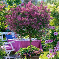 Standard Lilac Trees, Syringa Palibin, Double Flowering, 90-120cm, 3L Pots