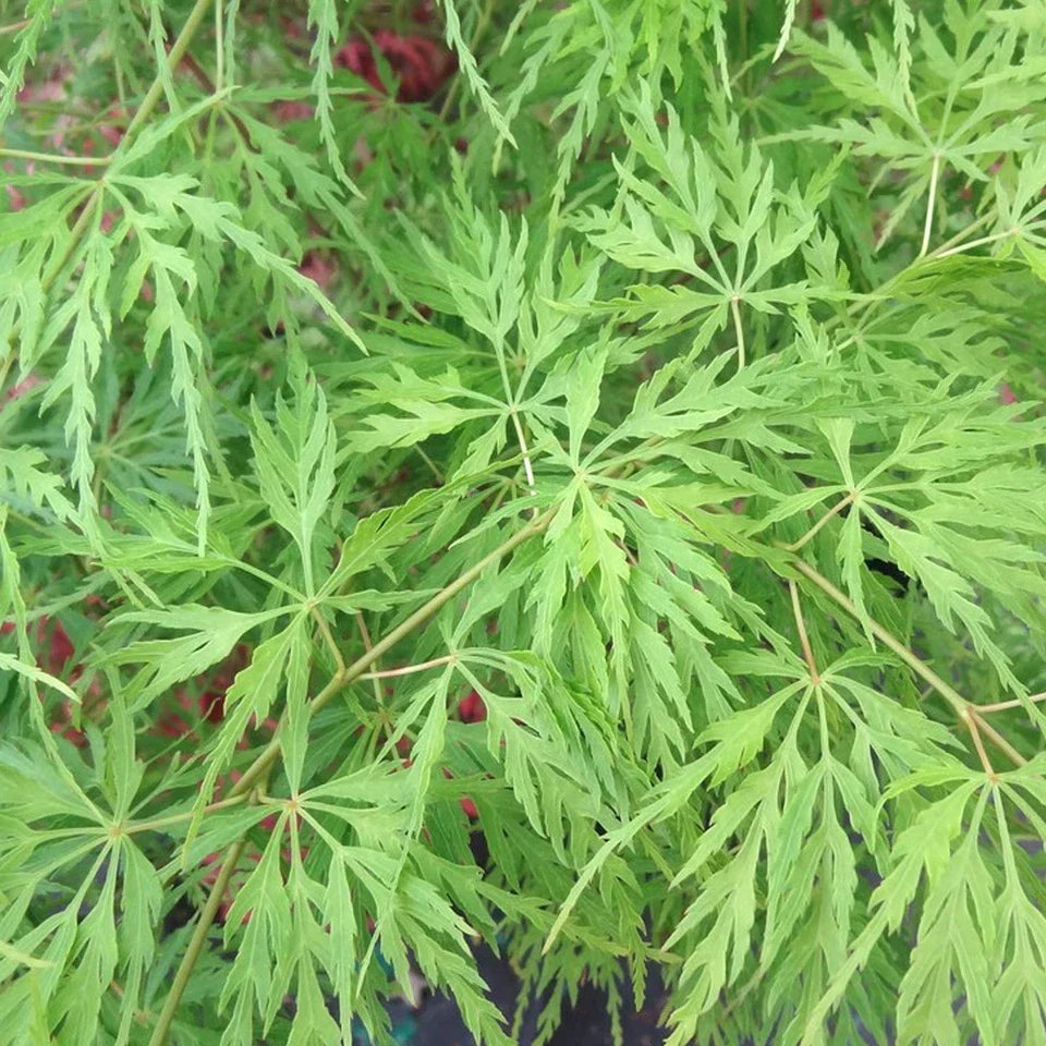 Acer palmatum dissectum 'Emerald Lace' | Japanese Maple Deciduous Tree In Pot
