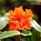 Dwarf Pomegranate Bush, Punica Nana , Hardy Compact Fruit Shrub,9cm Pot